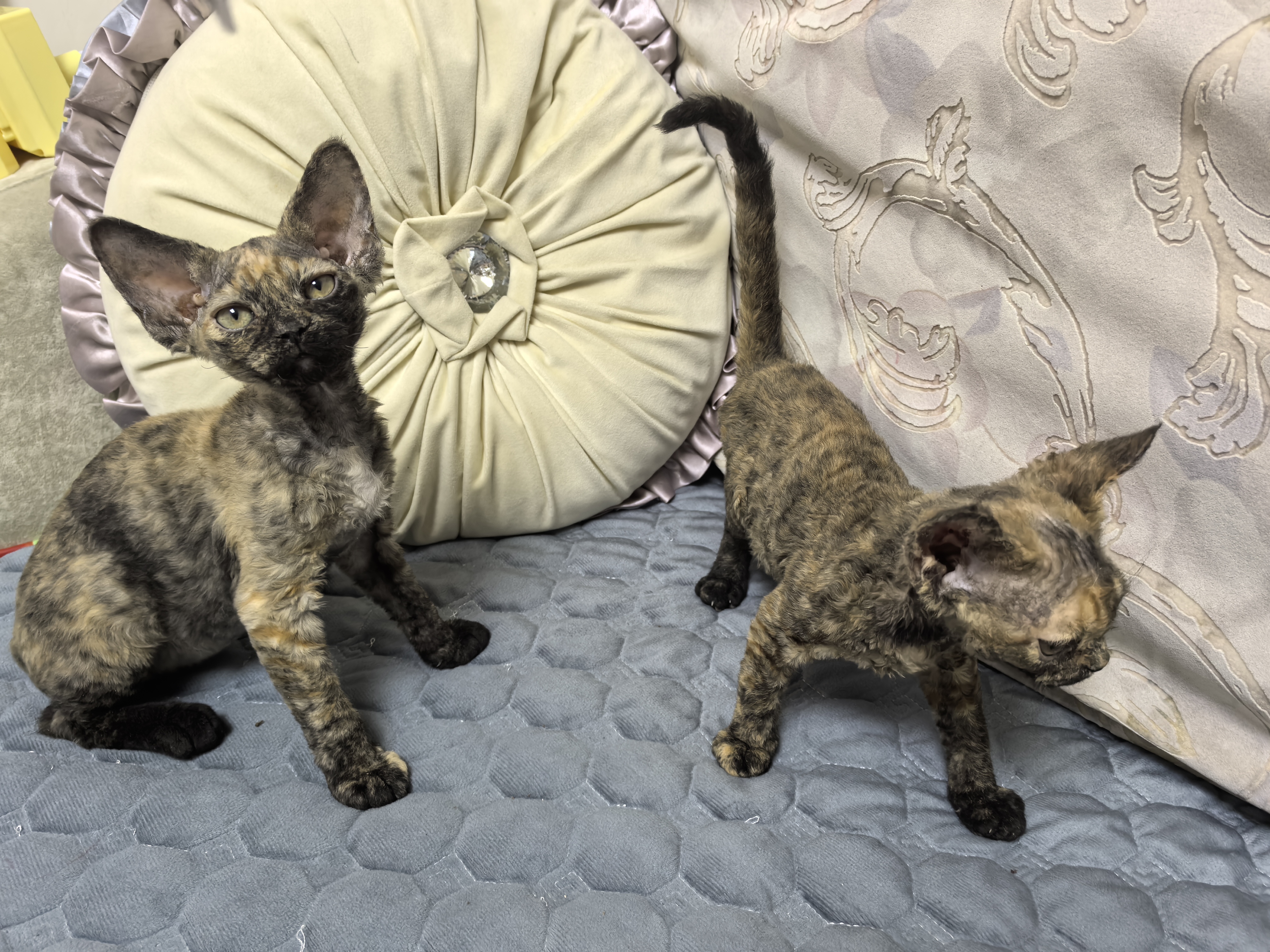 德文卷毛猫玳瑁色两只妹妹，标价全款！